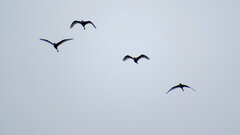 Bubulcus ibis coromandus