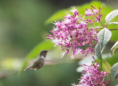 Selasphorus flammula