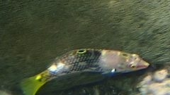 Halichoeres hortulanus