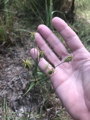 Cyperus plukenetii