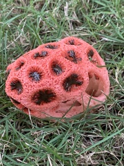 Clathrus crispus