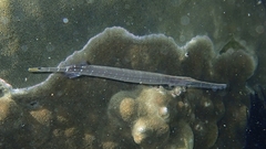 Aulostomus chinensis