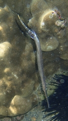 Aulostomus chinensis