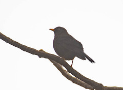 Turdus nigrescens
