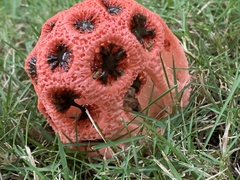 Clathrus crispus
