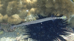 Aulostomus chinensis