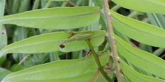 Tagasta marginella