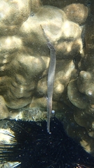 Aulostomus chinensis