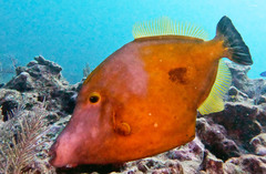 Cantherhines macrocerus