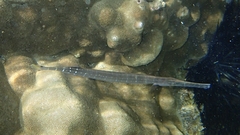 Aulostomus chinensis
