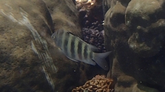Abudefduf septemfasciatus