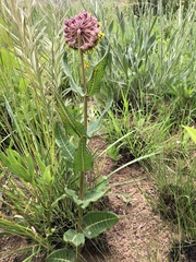 Asclepias albens