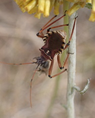 Rhynocoris