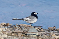 Motacilla alba personata