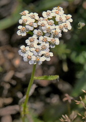 Achillea odorata