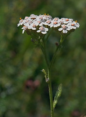 Achillea odorata