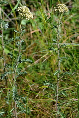 Achillea odorata