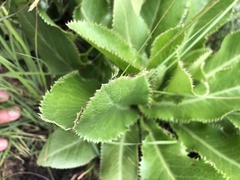 Alepidea