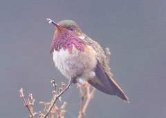 Selasphorus flammula