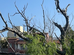 Ortalis poliocephala