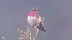 Selasphorus flammula