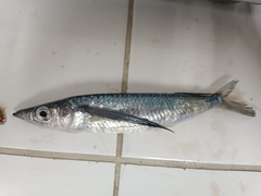 Fodiator rostratus