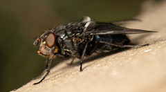 Calliphora vomitoria