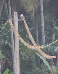 Ploceus philippinus