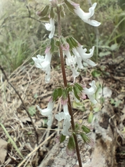 Orthosiphon suffrutescens