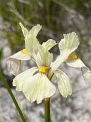 Moraea anomala