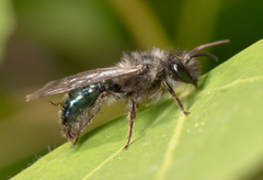 Andrena cerasifolii