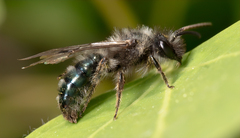 Andrena cerasifolii