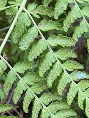 Dryopteris dilatata