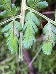 Dryopteris dilatata
