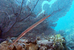 Aulostomus maculatus