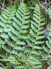 Dryopteris dilatata