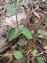 Orthosiphon suffrutescens