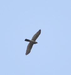 Accipiter badius