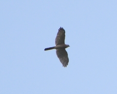 Accipiter badius