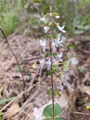 Orthosiphon suffrutescens