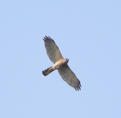 Accipiter badius