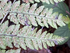 Dryopteris dilatata