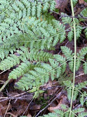 Dryopteris dilatata