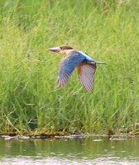 Pelargopsis capensis