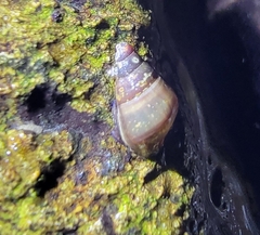 Semisulcospira libertina
