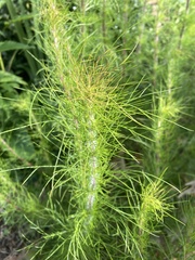 Eupatorium capillifolium
