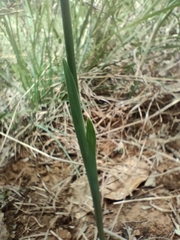 Gladiolus brachyphyllus