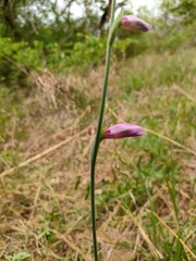 Gladiolus brachyphyllus