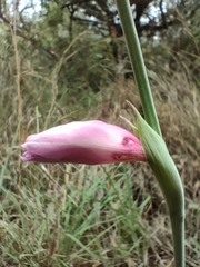 Gladiolus brachyphyllus