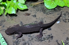 Cynops pyrrhogaster